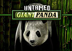 untamed giant panda