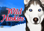 Wild Huskies
