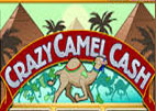 crazy camel
