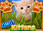 OMG Kittens