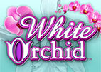 white-orchid