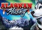 alaskan-husky