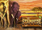 stampede