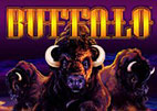 buffalo