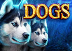 dogs