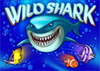 wild-shark