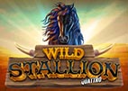 wild-stallion
