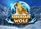 siberian-wolf