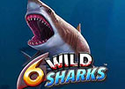 6-wild-sharks